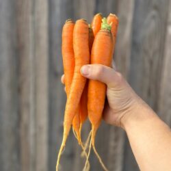 Carottes - Légumes frais - Jardins de Garonne