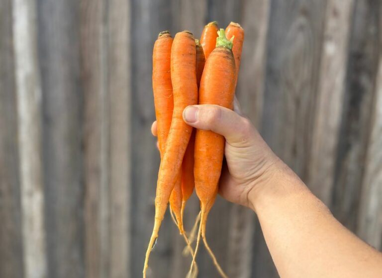 Carottes - Légumes frais - Jardins de Garonne