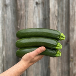 Courgettes vertes - Légumes frais - Jardins de Garonne