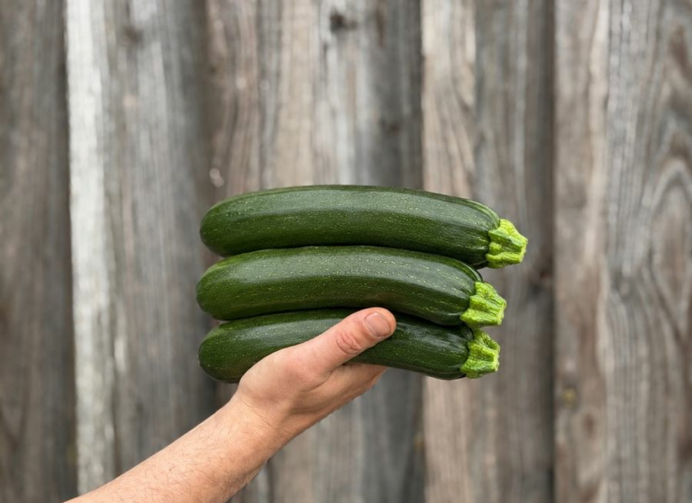 Courgettes vertes - Légumes frais - Jardins de Garonne