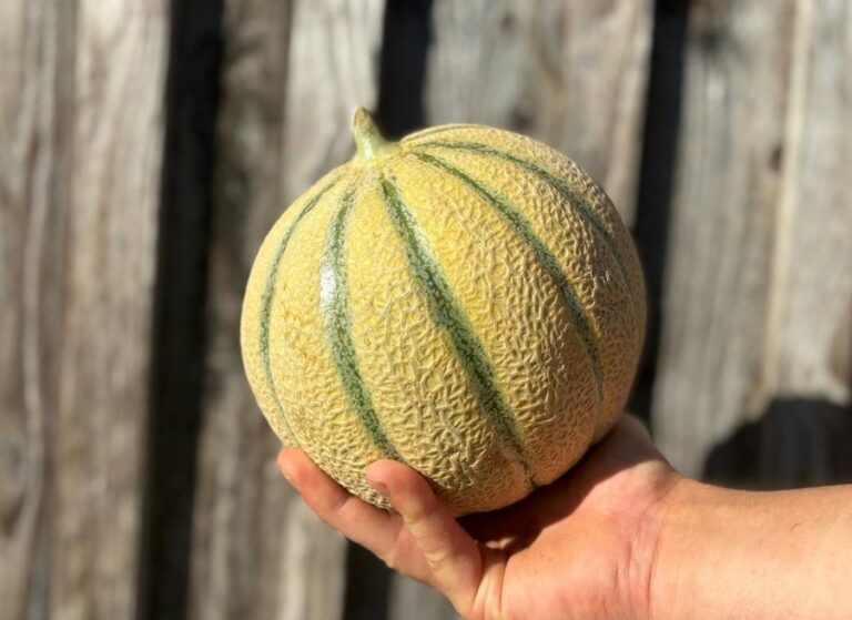 melon - Fruits frais - Jardins de Garonne