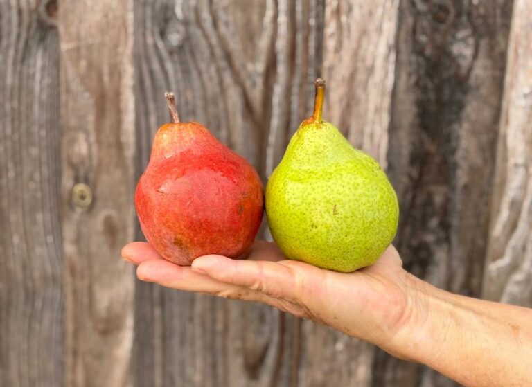 Mix poires Wiliam - Fruits frais - Jardins de Garonne