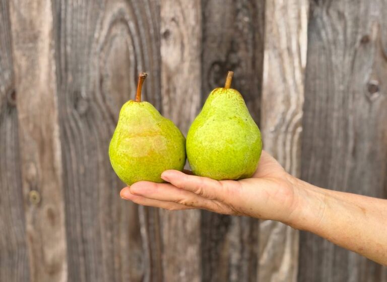 Poire Wiliam - Fruits frais - Jardins de Garonne