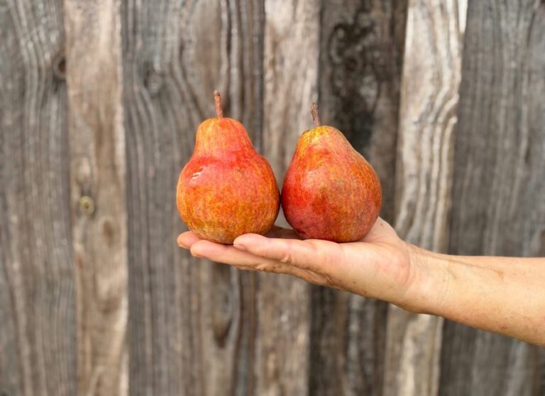 poire wiliam rouge - Fruits frais - Jardins de Garonne