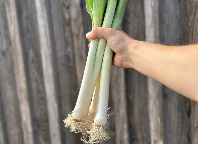 Poireaux - Légumes frais - Jardins de Garonne