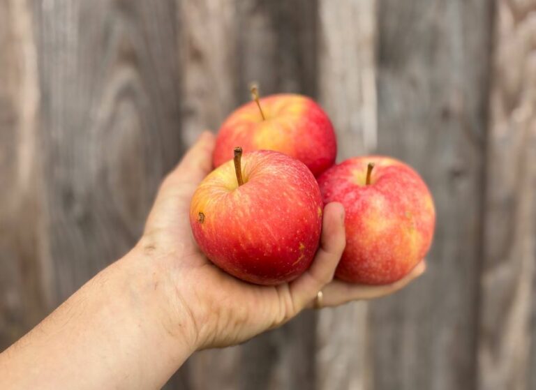 Pomme gala - Fruits frais - Jardins de Garonne