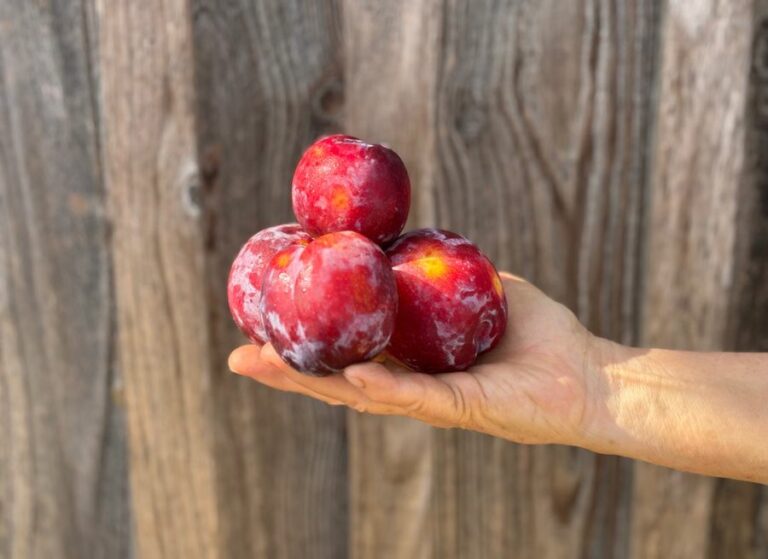 Prune grenadine - Fruits frais - Jardins de Garonne