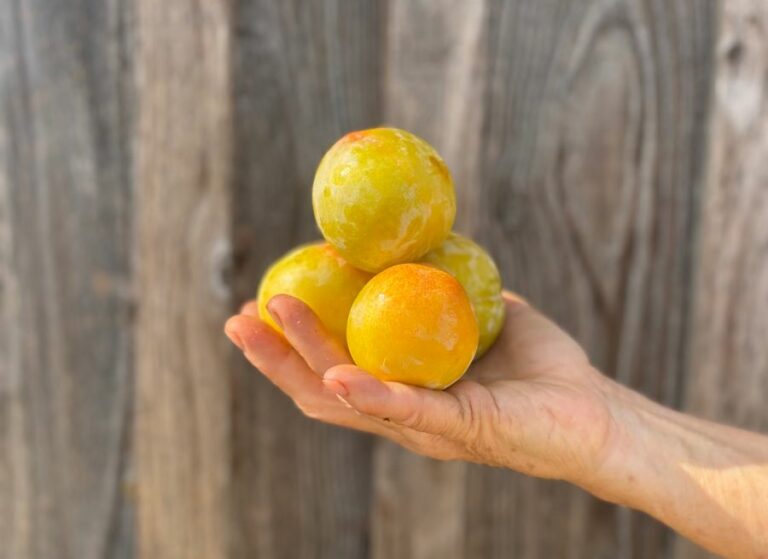 Prune TC Sun - Fruits frais - Jardins de Garonne