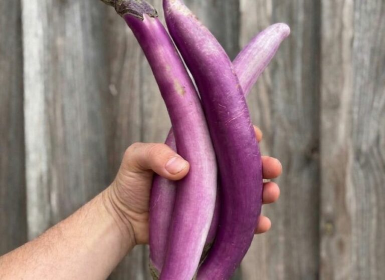 Aubergines longues - Légumes frais - Jardins de Garonne