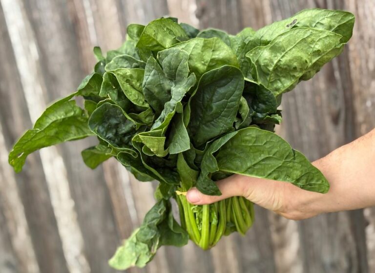 Botte d’épinard - Légumes frais - Jardins de Garonne