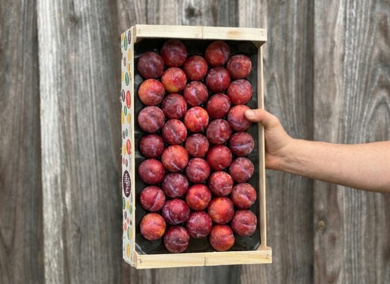 Plateau prunes - Fruits frais - Jardins de Garonne