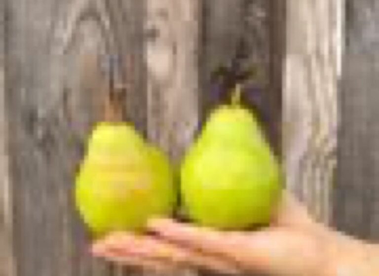 Poire Wiliam - Fruits frais - Jardins de Garonne