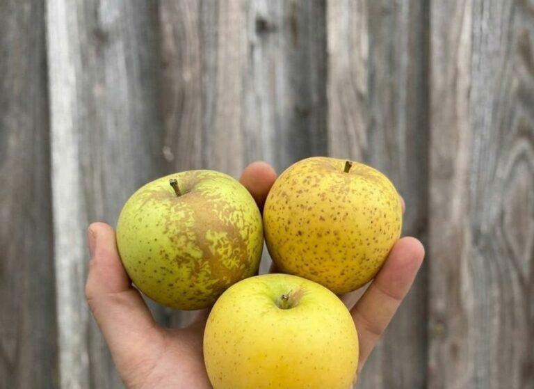 Pomme Chanteclerc 100/170 (petite) - Fruits frais - Jardins de Garonne