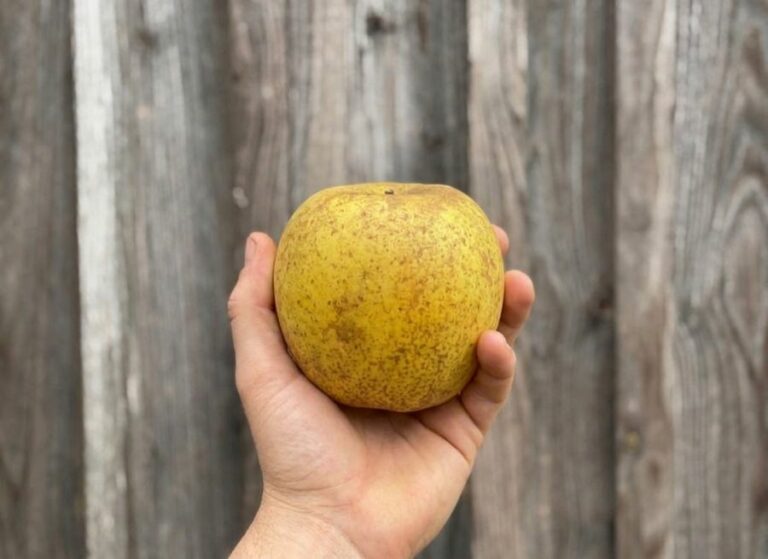 Pomme Chanteclerc 170+ (grosse) - Fruits frais - Jardins de Garonne