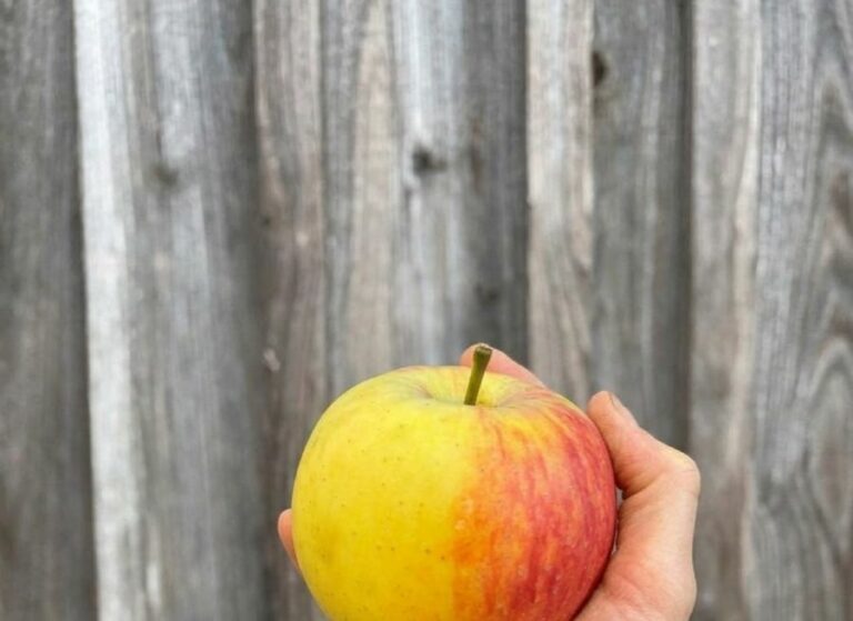 Pommes moyenne - Fruits frais - Jardins de Garonne
